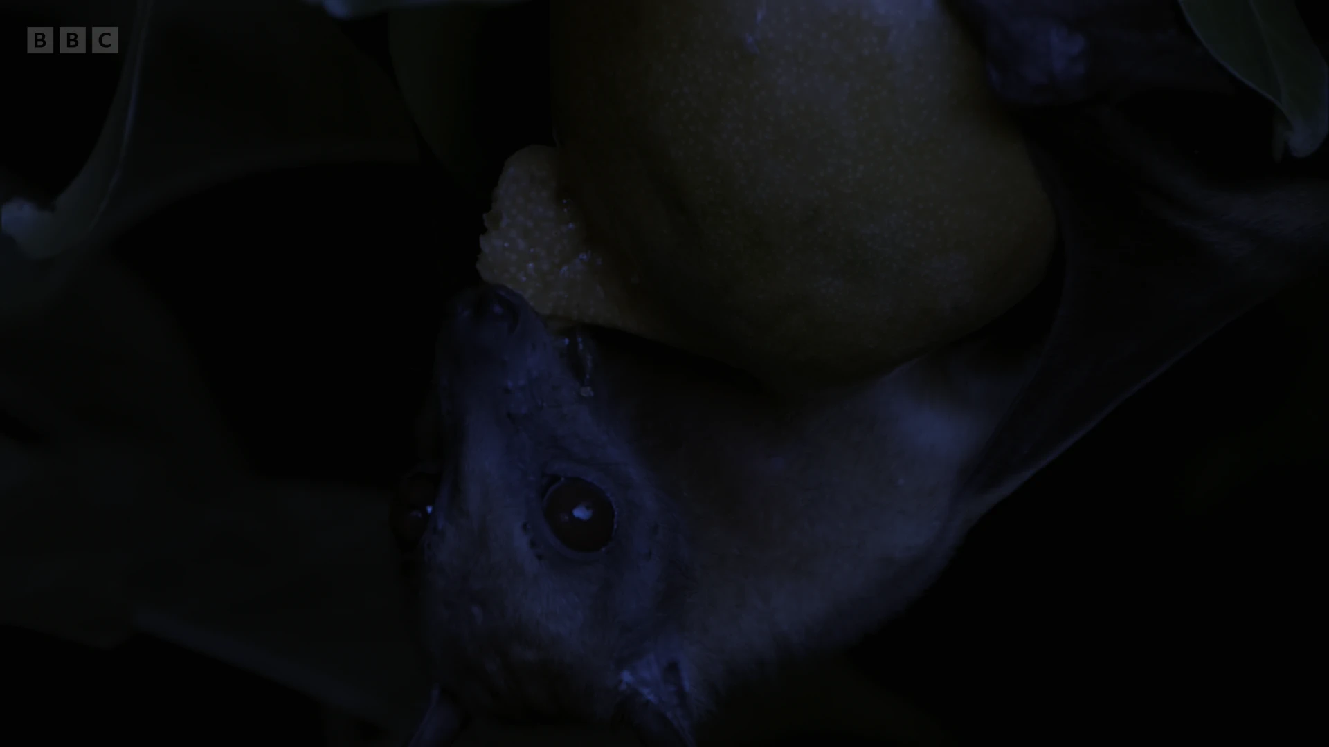 Straw-coloured fruit bat (Eidolon helvum) as shown in A Perfect Planet - Weather